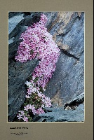 Androsace alpina